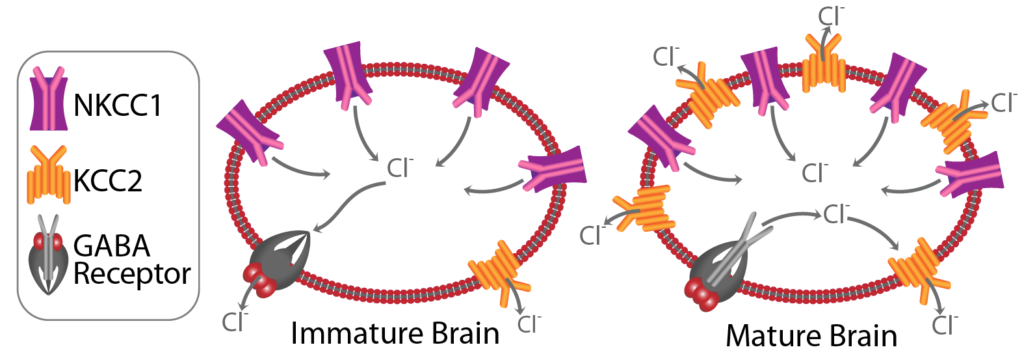 Figure showing the movement of chloride ions in and out of neurons in two stages of brain development